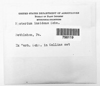 Oedohysterium insidens image